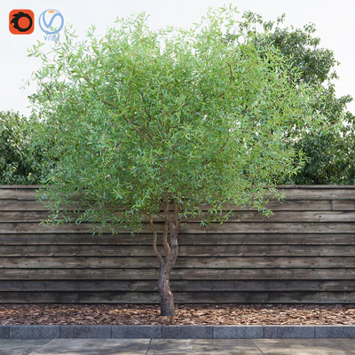Willow Matsudana Tortuoza (Salix matsudana Tortuosa) — Ver 1