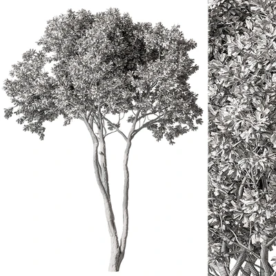 Eucalyptus Tree - Tree Set 224 — Вид 2