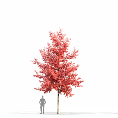 Quercus Rubra — Ver 2