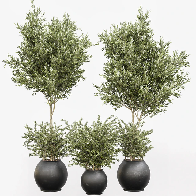 indoor plant olive set 02 — Скачать