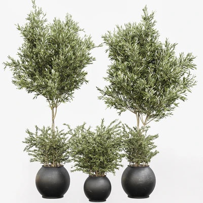 indoor plant olive set 02 — Вид 2