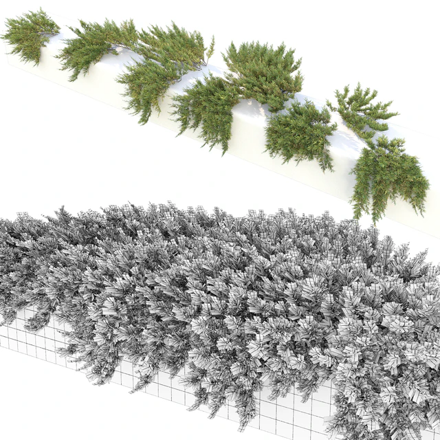 Juniperus — Descargar