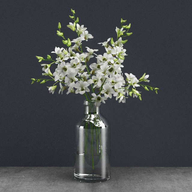 Dendrobium lineale — Скачать