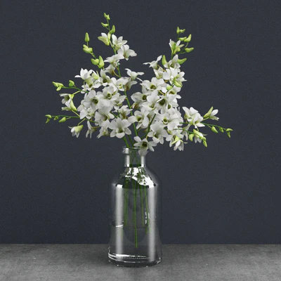 Dendrobium lineale — Скачать