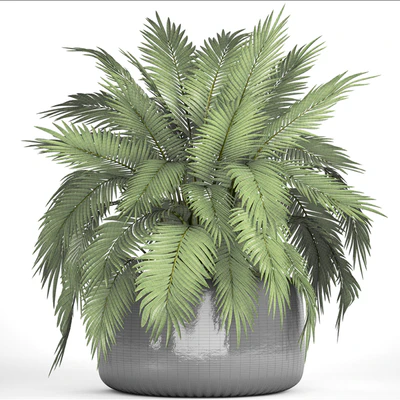 Chamaedorea cataractarum, Hamedorea, bush, palm tree, outdoor pot, flowerpot, leaves, cycas — Ver 3