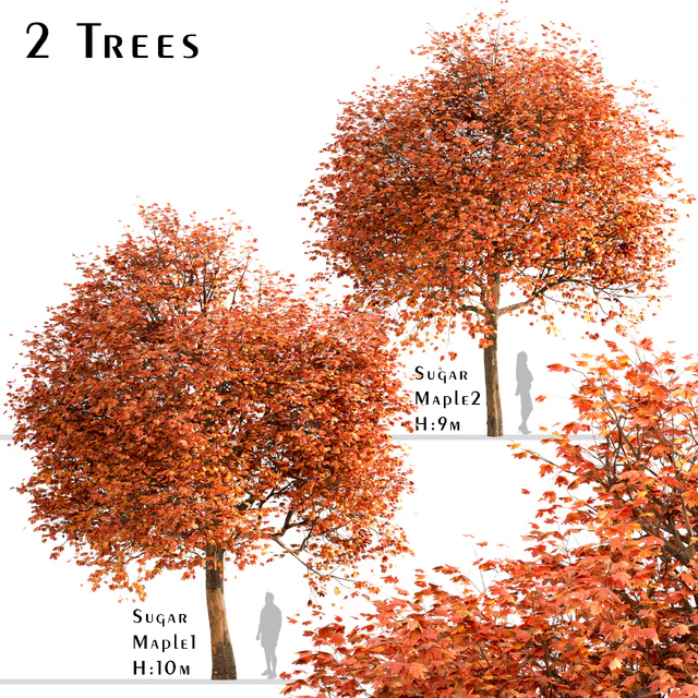 Set of Sugar Maple Trees (Acer Saccharum) (2 Trees) — Скачать
