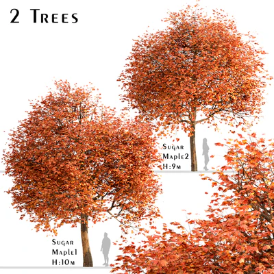 Set of Sugar Maple Trees (Acer Saccharum) (2 Trees) — Вид 1