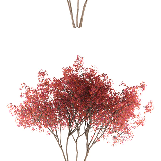 Ирга  Ламарка канадская солитер | Amelanchier canadensis — Скачать