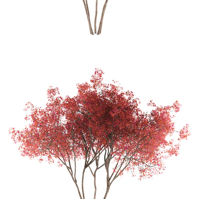Ирга  Ламарка канадская солитер | Amelanchier canadensis — Вид 2