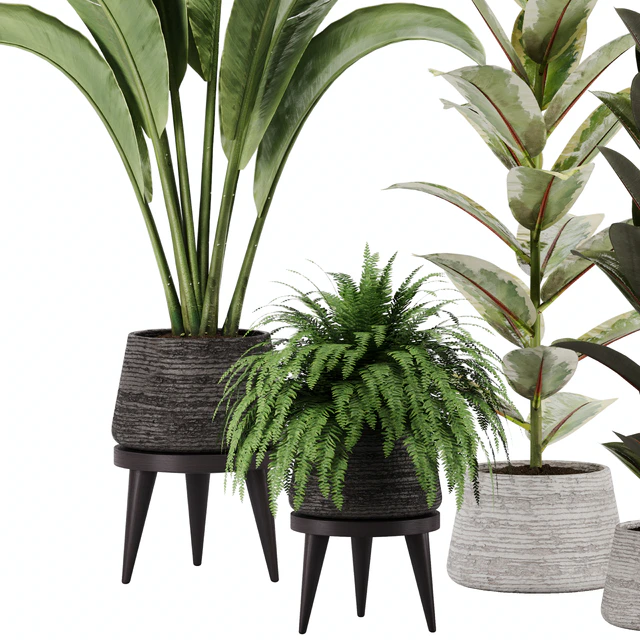 indoor plant Set 12 — Скачать