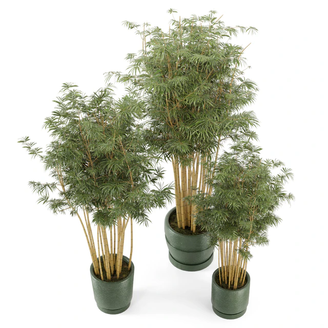 Indoor Plants Bamboo Set in rusty Concrete Pots - Set 108 — Descargar