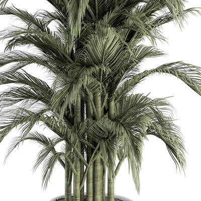 indoor Plant Set 257 - Plant Set in pot — Ver 2
