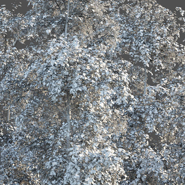 Birches — Descargar
