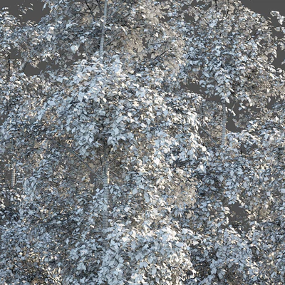 Birches — Ver 2