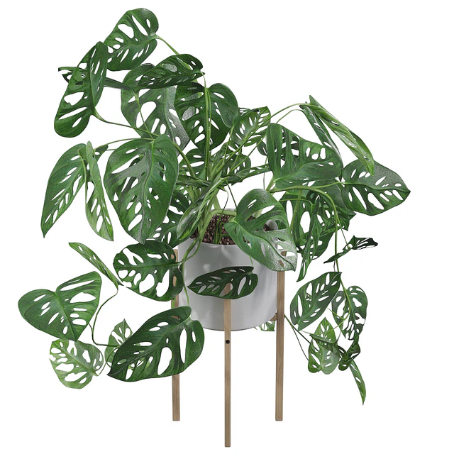 Plants collection 028 - Monstera monkey mask 02 — Descargar