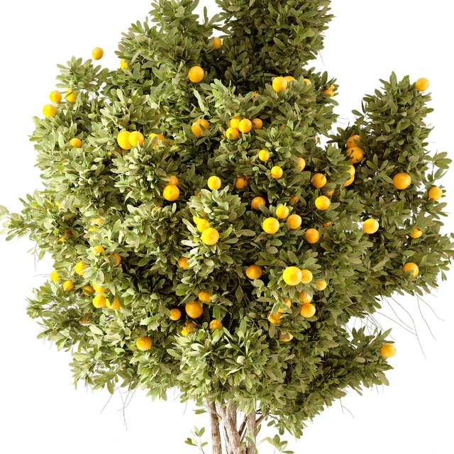 Orange Tree 01 — Скачать
