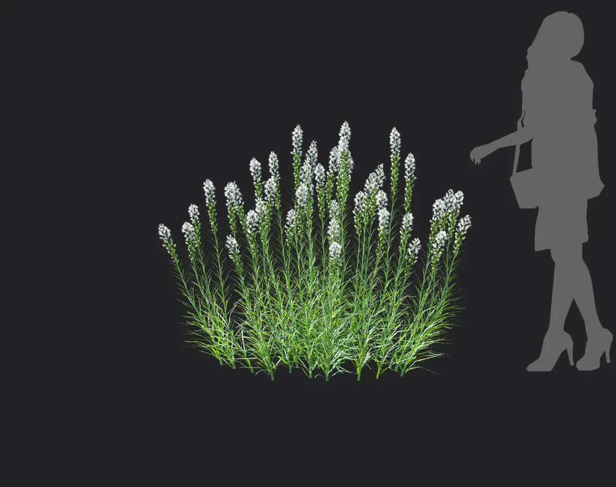 liatris spicata 006 — Скачать