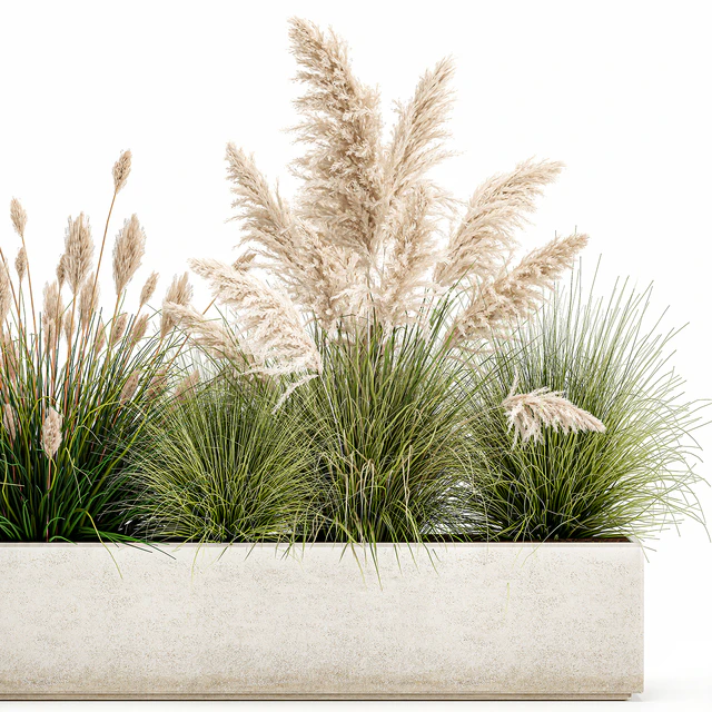 Collection of plants in a pot Pampas grass, reeds, bushes, landscape design, white, flowerbed. Set 1077 — Descargar