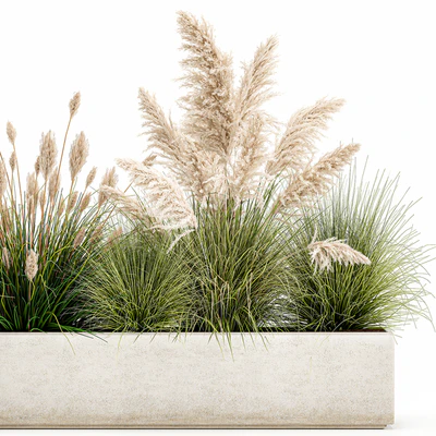 Collection of plants in a pot Pampas grass, reeds, bushes, landscape design, white, flowerbed. Set 1077 — Ver 3