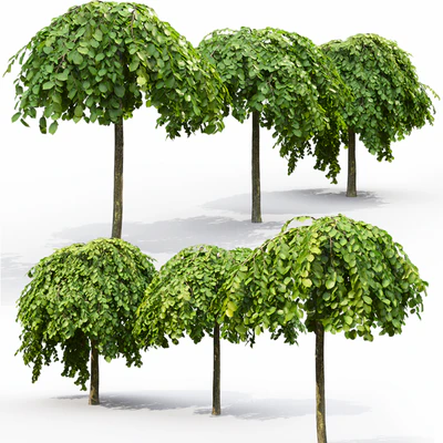 Elm — Вид 2