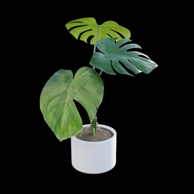 Monstera deliciosa — Вид 3