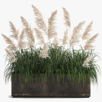 Bush white pampas grass in a street rusty metal pot, white reed, Cortaderia.  1033. — Ver 3
