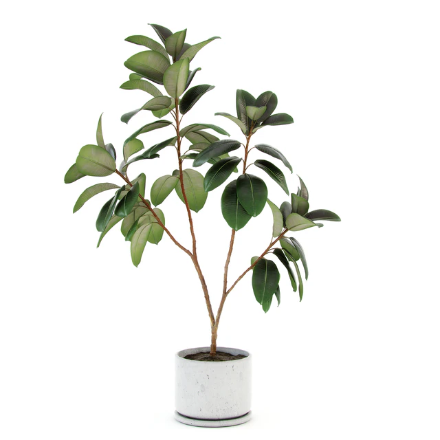 Ficus elastica decora (large) — Скачать