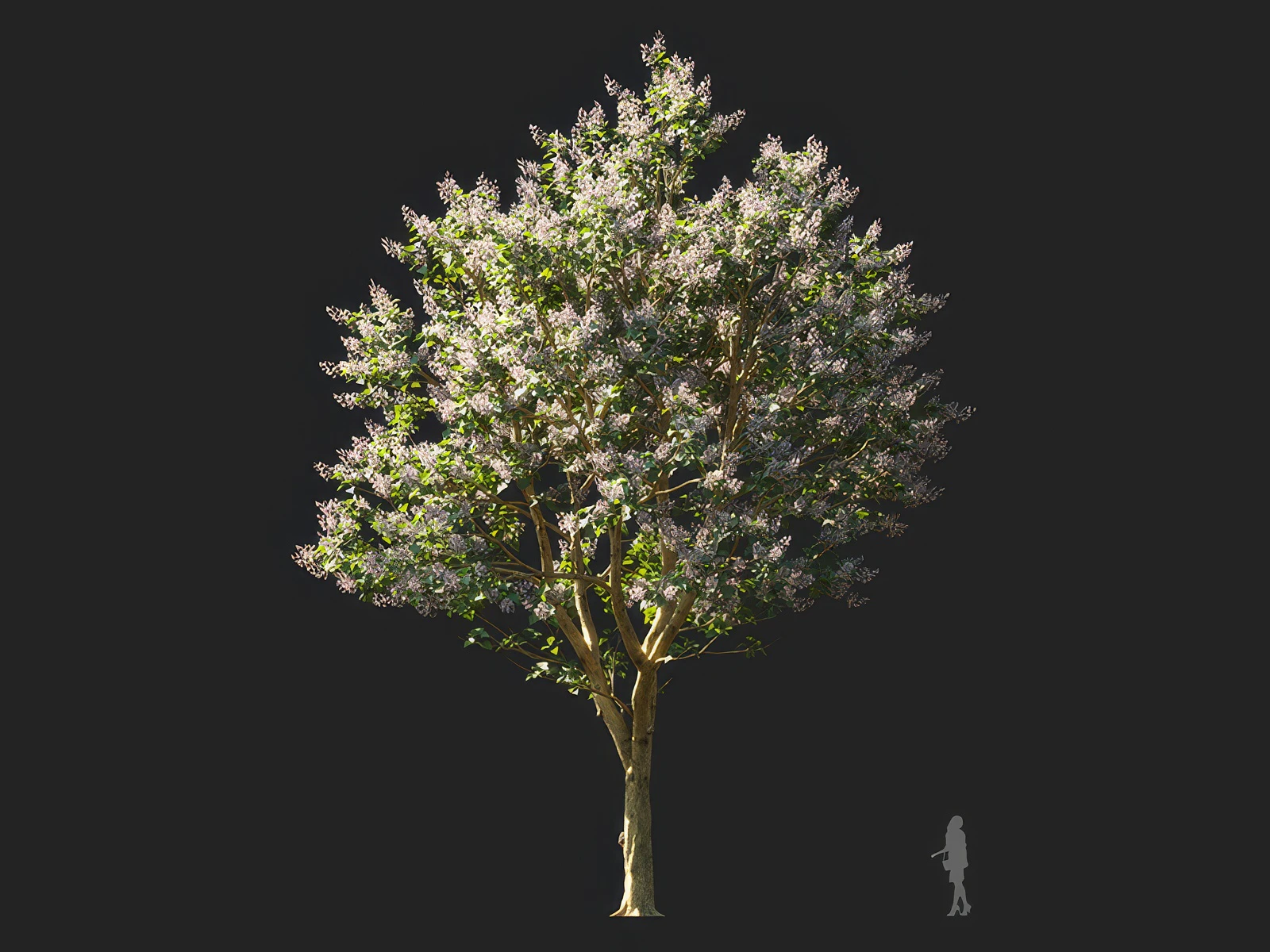 paulownia elongata 002 — Скачать