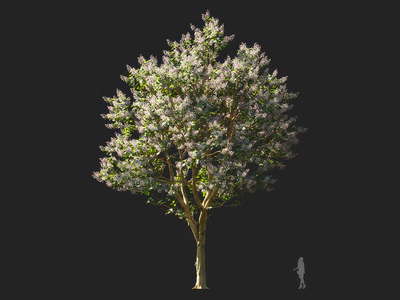 paulownia elongata 002 — download