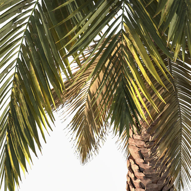 Palm tree vol1 — Descargar