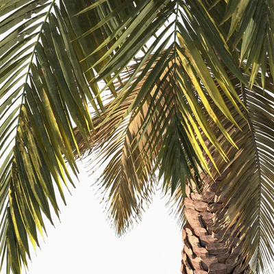 Palm tree vol1 — Ver 2