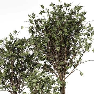 Collection plant 05 — Ver 3