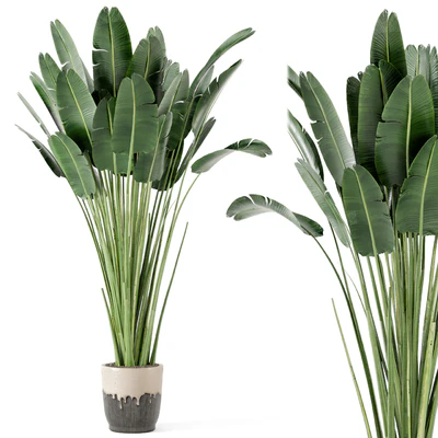 Indoor Plants In Handmade Glazed pot - Set 190 — Ver 4