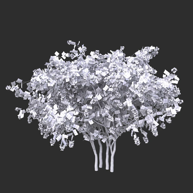 Philadelphus (shrub) — Descargar