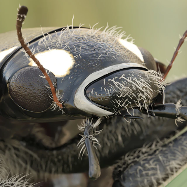 Ladybug (vray NEXT) — Descargar