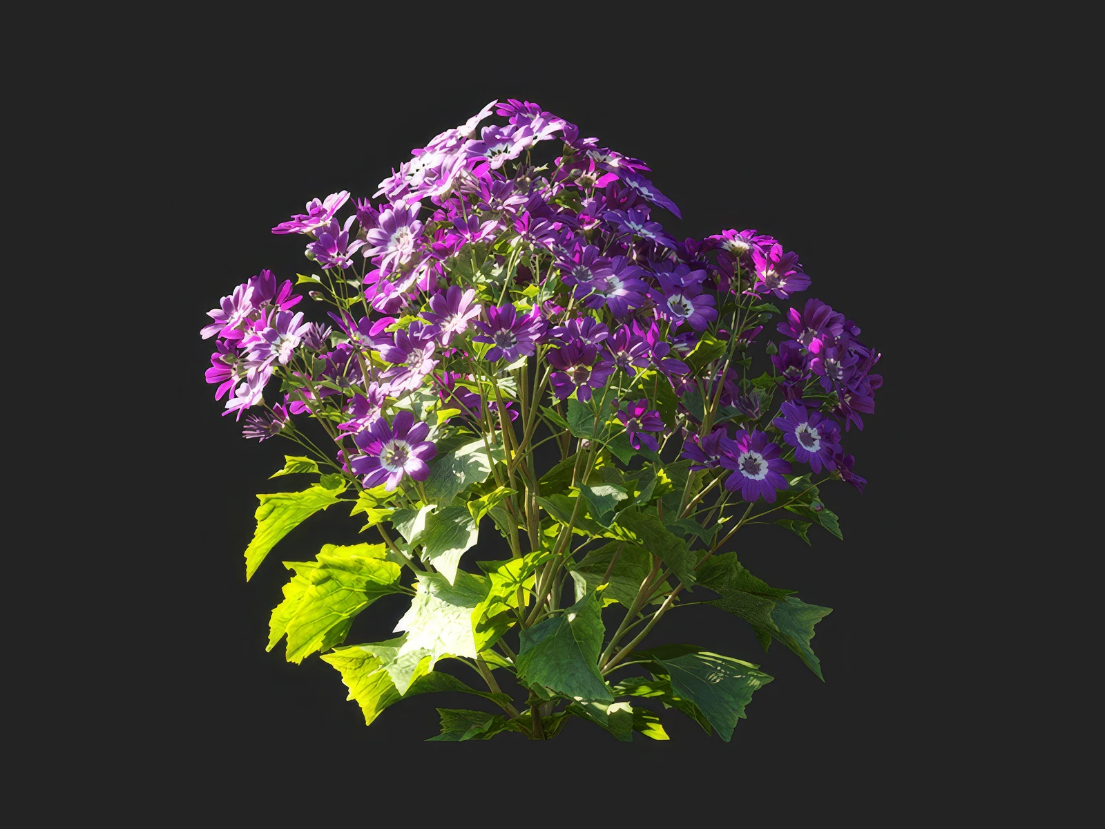 pericallis x hybrida 002 — Скачать