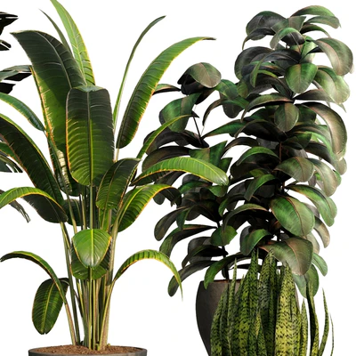 bamboo-Censoria-Indoor plant set 01 — Вид 3