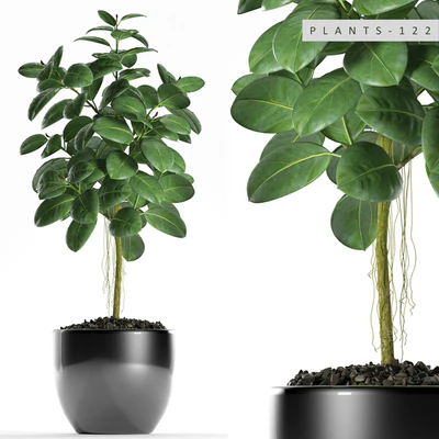 PLANTS 122 — Ver 1