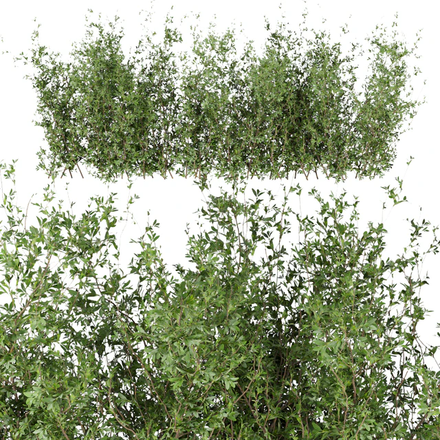 Collection plant vol 309 - bush - outdoor - leaf — Descargar