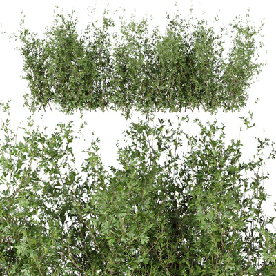 Collection plant vol 309 - bush - outdoor - leaf — Ver 2