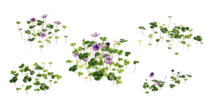 violet wood sorrel 001 — Descargar