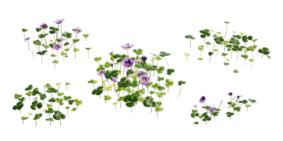 violet wood sorrel 001 — Descargar