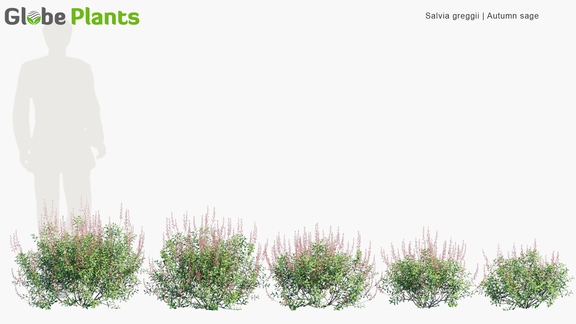 salvia greggii — Download