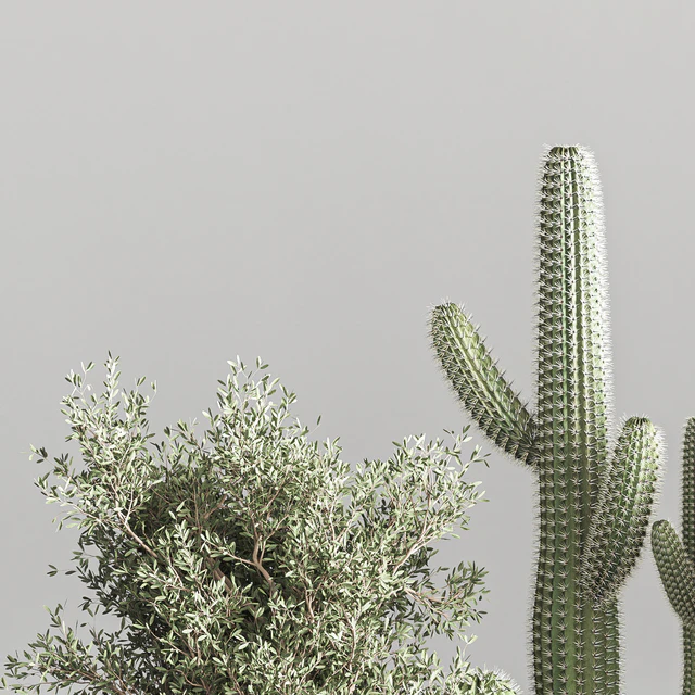 Cactus & plant vol 01 — Descargar