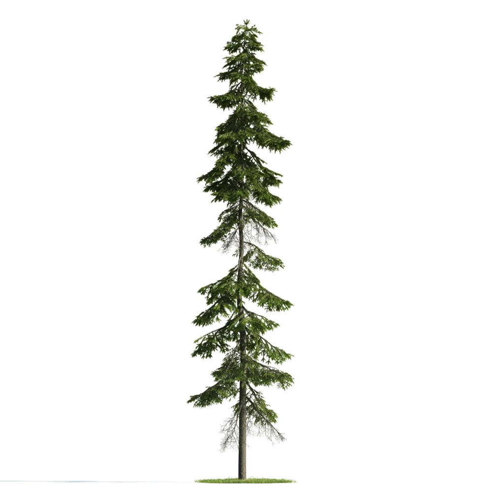 trees 041 — Скачать