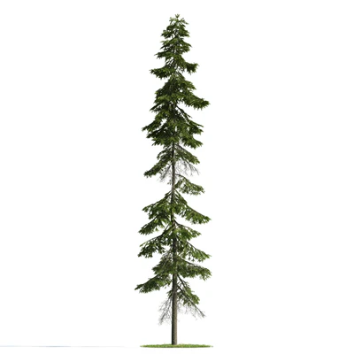 trees 041 — Скачать