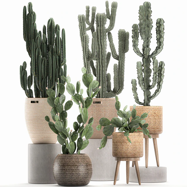 A collection of small cacti in beautiful woven rattan baskets with Prickly pear, Carnegie, Cereus, desert plants. Set 617. — Descargar