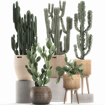A collection of small cacti in beautiful woven rattan baskets with Prickly pear, Carnegie, Cereus, desert plants. Set 617. — Ver 3