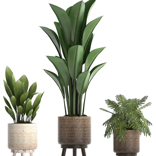 Plant Collection 428. basket, rattan, strelitzia, philodendron, palm grass, indoor plants, scandinavian style, eco design, natural decor — Descargar