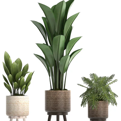 Plant Collection 428. basket, rattan, strelitzia, philodendron, palm grass, indoor plants, scandinavian style, eco design, natural decor — Ver 2